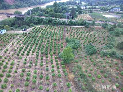 15公分高杆杨梅