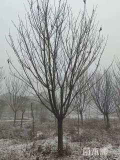 15公分日本晚樱