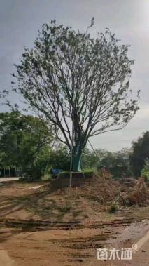 150公分朴树
