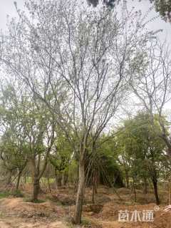 18公分榔榆