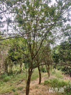 高度400厘米丛生紫薇