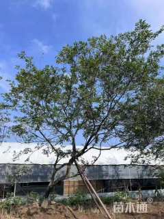 20公分造型乌桕