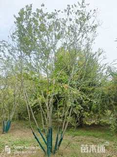 10公分丛生朴树