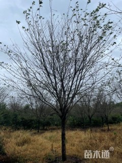 25公分高杆樱花