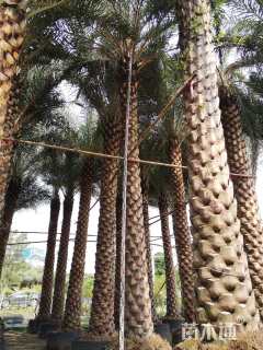 裸干高350厘米中东海枣
