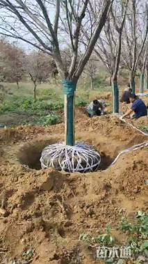 10公分染井吉野樱