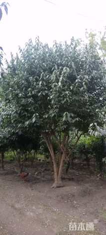 高度560厘米蜡梅