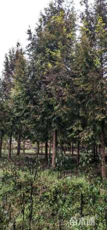 12公分金叶水杉