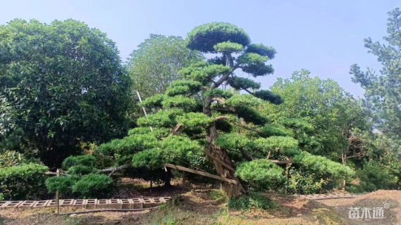移栽苗造型罗汉松