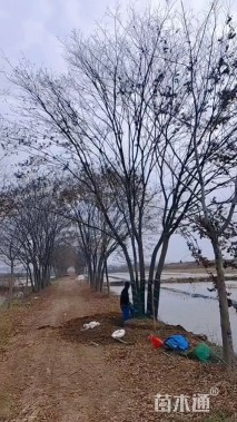 12公分(4杆)丛生榉树