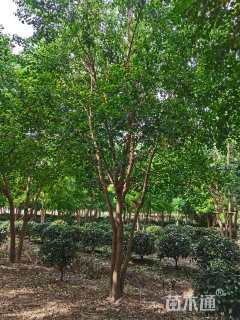 50公分(5杆)丛生乌桕