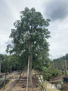 30公分美丽异木棉