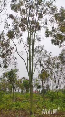 10公分(5杆)栾树