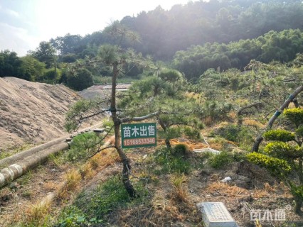 15公分造型黑松