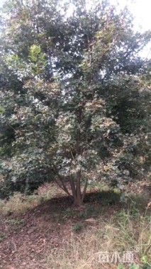 高度800厘米丛生元宝枫