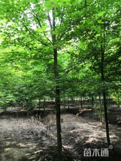 15公分美国红枫