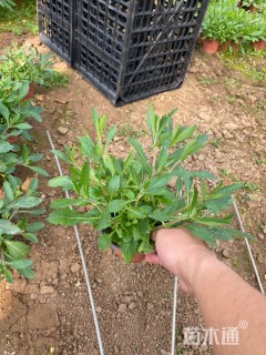 高度16厘米柳叶马鞭草