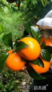 高度1888厘米沃柑