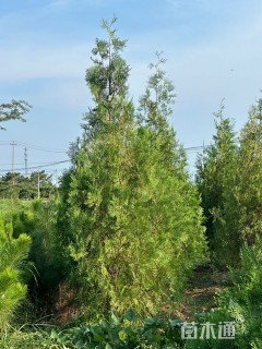 高度360厘米侧柏