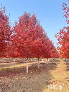 18公分美国红枫