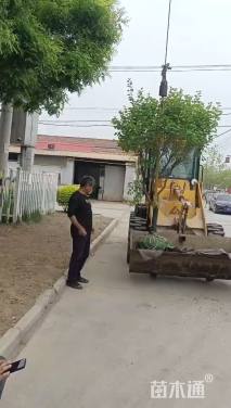 高度400厘米丛生丁香