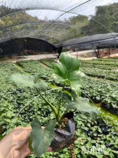 高度20厘米春羽