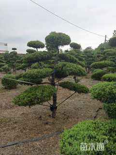 10公分造型黑松