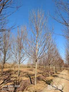 12公分美国红枫