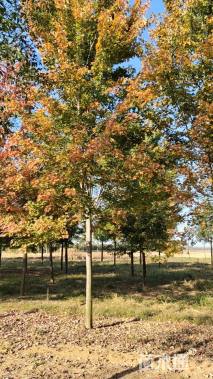 13公分美国红枫