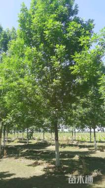 15公分速生白蜡