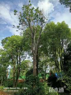 35公分红果冬青