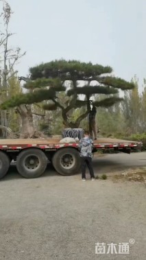 25公分造型油松