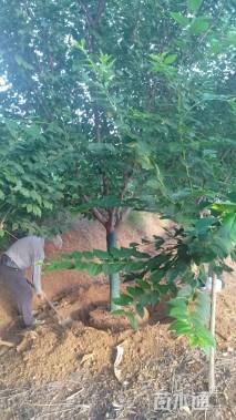 25公分日本晚樱