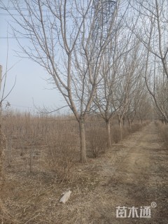 20公分金叶复叶槭