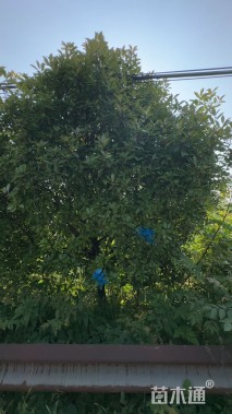 15公分红叶石楠