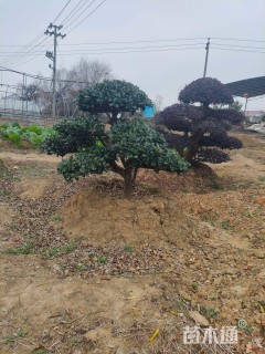 冠幅80厘米无刺枸骨球