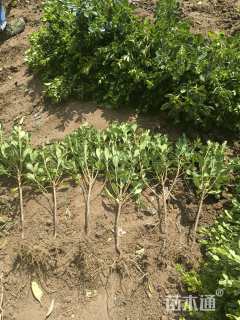 高度40厘米海桐