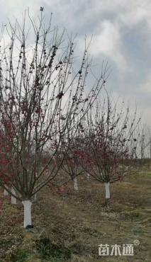 15公分草莓果冻海棠