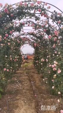 280厘米藤本月季