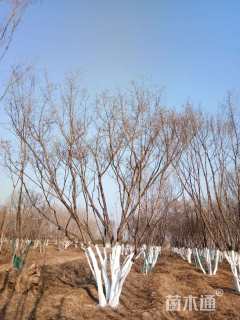 高度1200厘米丛生五角枫