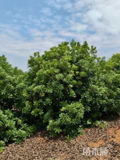 16公分(3杆)丛生杨梅