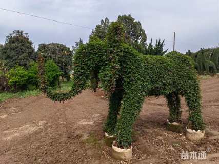 100公分造型月季
