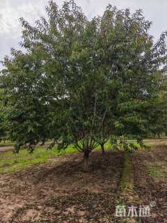 12公分红叶碧桃