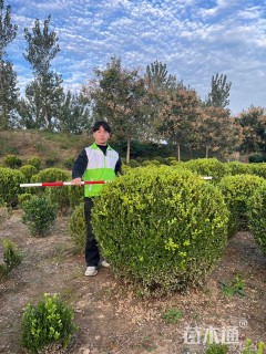 冠幅120厘米瓜子黄杨球