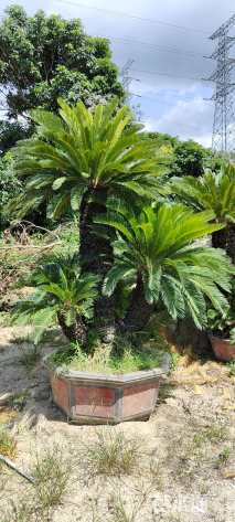 裸干高150厘米多头苏铁