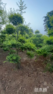 20公分造型金叶榆