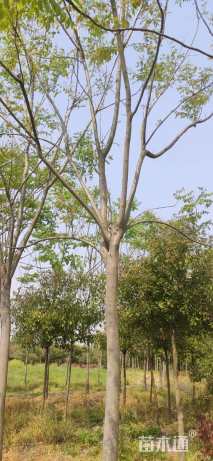 18公分黄山栾树