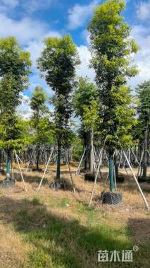 10公分金丝楠木