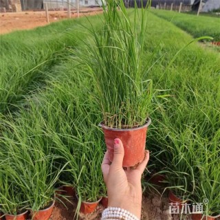 高度40厘米狼尾草