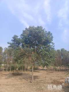 13公分大叶女贞